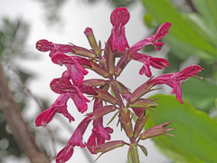 Stachys thunbergii