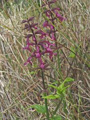 Stachys thunbergii