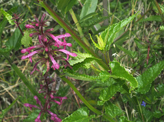 Stachys thunbergii