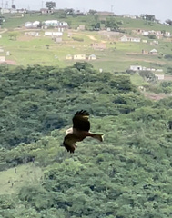 Milvus migrans parasitus