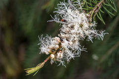 Melaleuca alternifolia