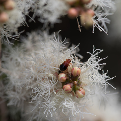 Melaleuca alternifolia