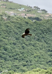 Milvus migrans parasitus