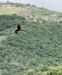 Milvus migrans parasitus