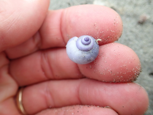 photo of Dwarf Violet Snail (Janthina exigua)