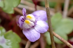 Cymbalaria