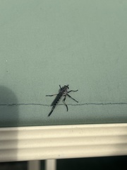 Cerdistus fuscipennis