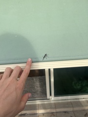 Cerdistus fuscipennis