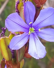 Aristea racemosa