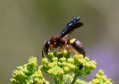 Euodynerus crypticus