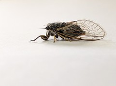 Myopsalta coolahensis