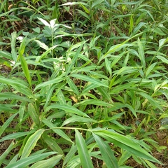 Microstegium ciliatum