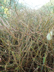 Coprosma acerosa