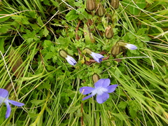 Cyananthus lobatus