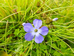 Cyananthus lobatus