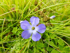Cyananthus lobatus
