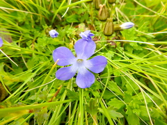 Cyananthus lobatus