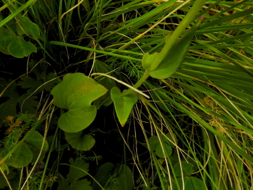 Image of Bog-Star Leaf Saxifrage (Saxifraga parnassifolia) by (c) Hopeland, some rights reserved (CC BY)