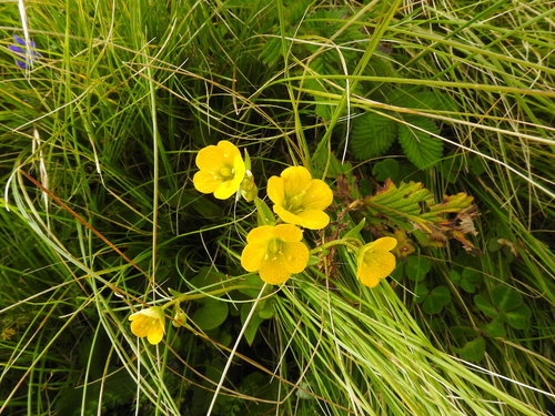 Saxifraga parnassifolia, photograph 3