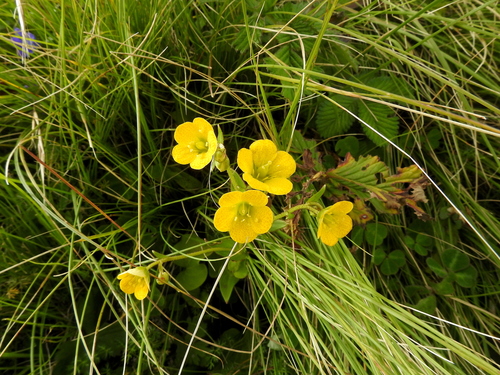 Saxifraga parnassifolia, photograph 4