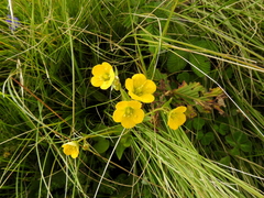 Saxifraga parnassifolia, photograph (c) Hopeland, some rights reserved (CC BY)