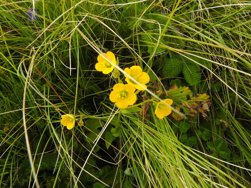 Saxifraga parnassifolia, photograph 5