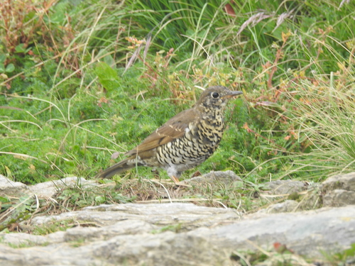 Alpine Thrush (Zoothera mollissima), photo 6