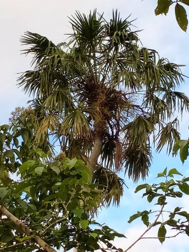 Pholidocarpus