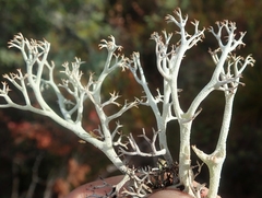 Cladonia stygia