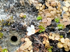 Epilobium komarovianum