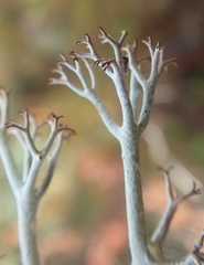 Cladonia stygia