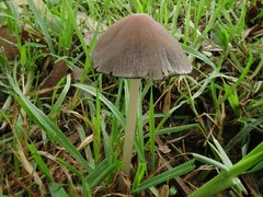 Coprinopsis
