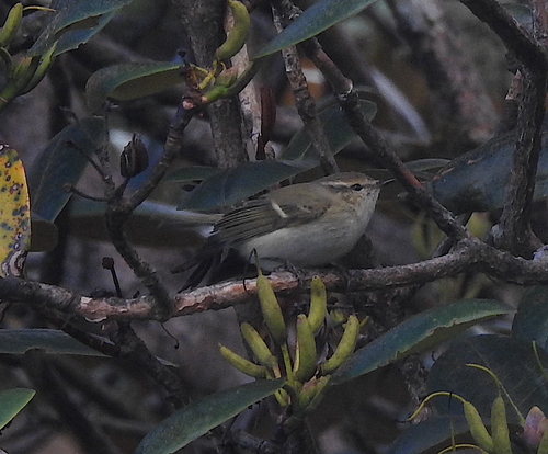 Mosquitero de Hume (Phylloscopus humei)