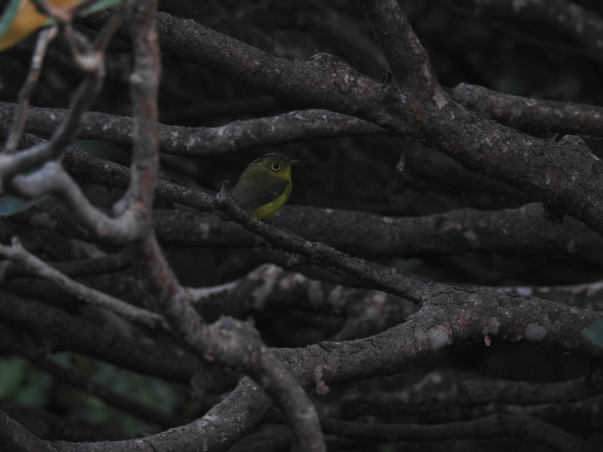 Whistler's Warbler