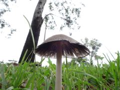 Coprinopsis