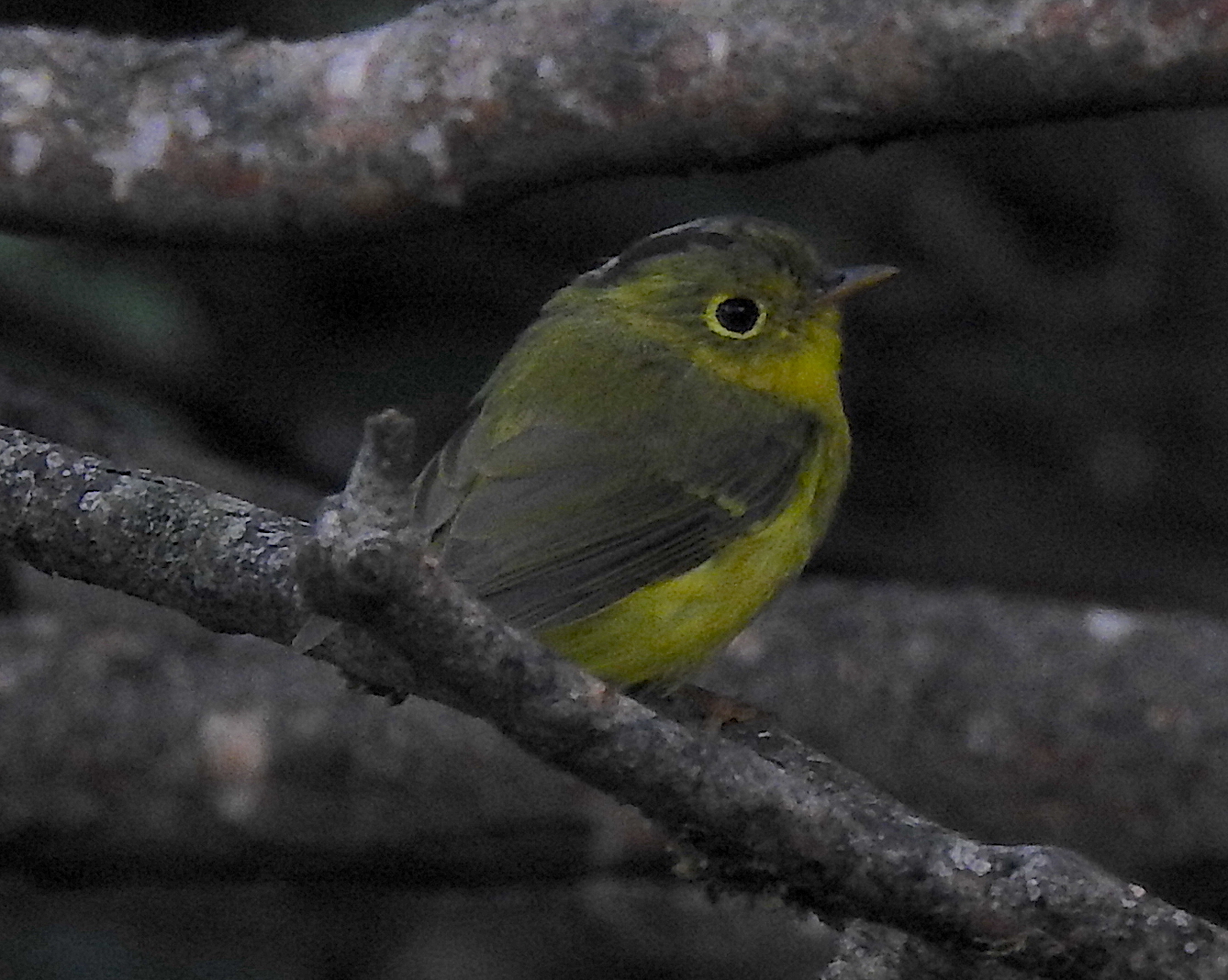 Whistler's Warbler