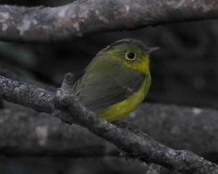 Phylloscopus whistleri