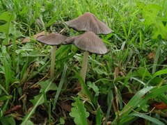 Coprinopsis