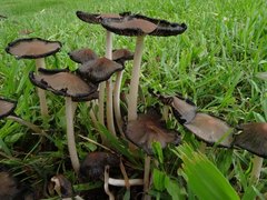 Coprinopsis