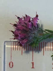 Erica barbigeroides
