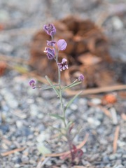 Streptanthus polygaloides