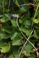 Viola rupestris