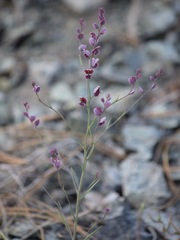 Streptanthus polygaloides