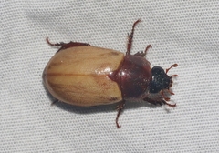 Cyclocephala melanocephala