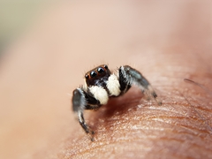 Colopsus manu