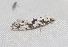 Nemapogon defectella