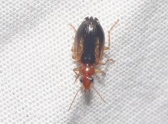 Lebia scapula