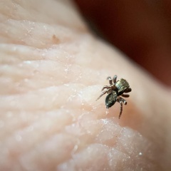 Salticidae