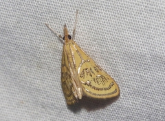 Daulia arizonensis