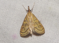 Daulia arizonensis